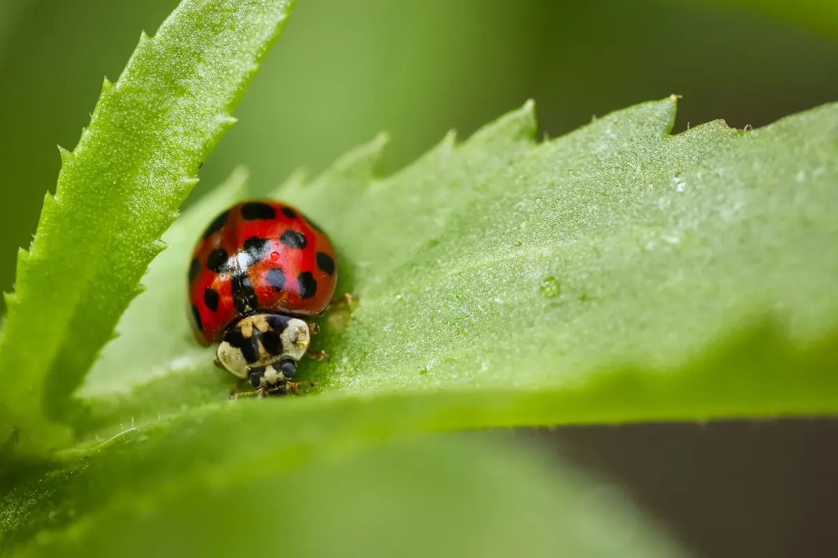 Natural Aphid Control for Herb Gardens: 7 Organic Methods