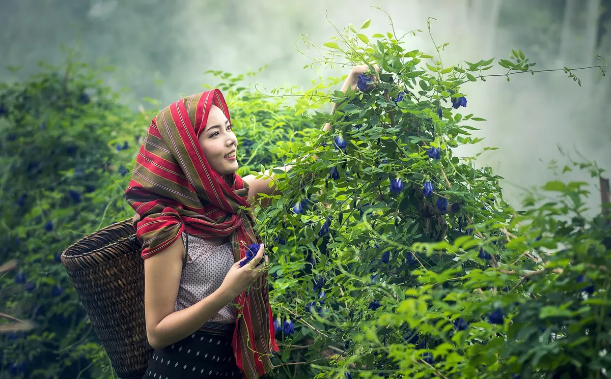 When to Harvest Herbs in the UK: A Month-by-Month Calendar